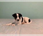 Small Photo #4 Australian Cattle Dog-Border Collie Mix Puppy For Sale in HILLSBORO, WI, USA