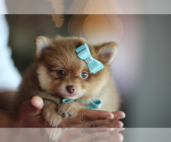 Medium Photo #20 Pomeranian Puppy For Sale in BOSTON, MA, USA