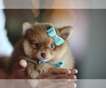 Small #19 Pomeranian