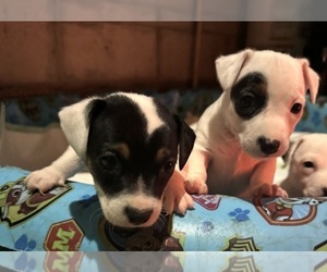 Jack Russell Terrier Puppy for sale in FORT PIERCE, FL, USA