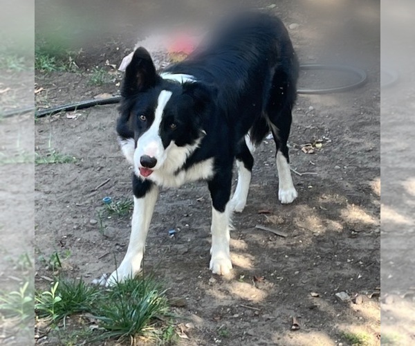 Medium Photo #1 Border Collie Puppy For Sale in RANCHO CUCAMONGA, CA, USA