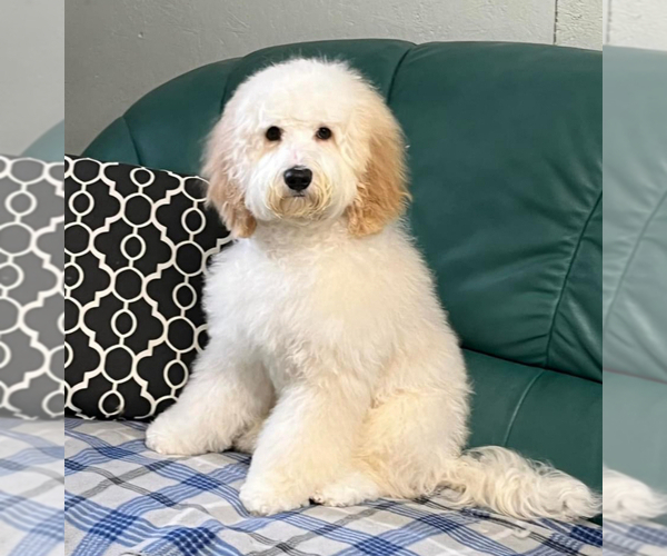 Medium Photo #1 Australian Labradoodle Puppy For Sale in WASH, NC, USA
