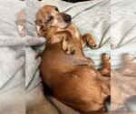 Small Photo #3 Dachshund-Unknown Mix Puppy For Sale in Charlottesville, VA, USA