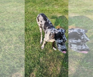 Great Dane Puppy for sale in BEECH ISLAND, SC, USA