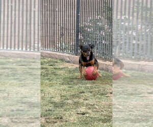 Obi - Male Rottweiler Dog for Adoption - Photo #2