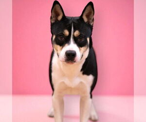 American Staffordshire Terrier-Siberian Husky Mix Dogs for adoption in Rowlett, TX, USA