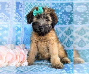 Soft Coated Wheaten Terrier Puppy for sale in LEOLA, PA, USA