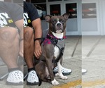 Small #7 American Pit Bull Terrier Mix