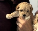Puppy Female 2 GINGER Cavapoo