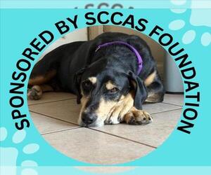 Black and Tan Coonhound-Unknown Mix Dogs for adoption in Santa Cruz, CA, USA
