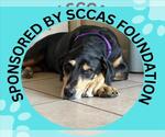 RUGER - Male Black and Tan Coonhound-Unknown Mix Dog for Adoption - Small photo