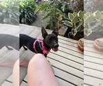 Small #4 Mutt