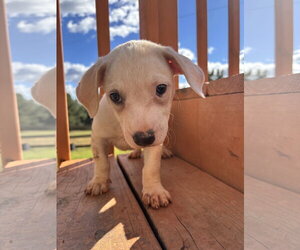 Doppio Aug 26 - A Sandy Puppy - Male Mutt Dog for Adoption - Photo #2