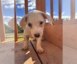 Small Photo #2 Mutt Puppy For Sale in Pacolet, SC, USA