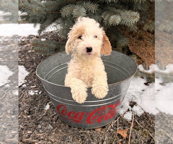 Medium Photo #3 Goldendoodle (Miniature) Puppy For Sale in MIDDLEBURY, IN, USA