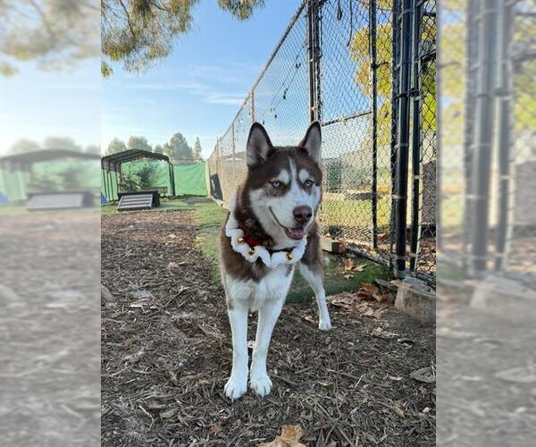 Medium Photo #1 Siberian Husky Puppy For Sale in Fremont, CA, USA