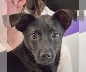 Pug-Unknown Mix Dogs for adoption in Huntley, IL, USA