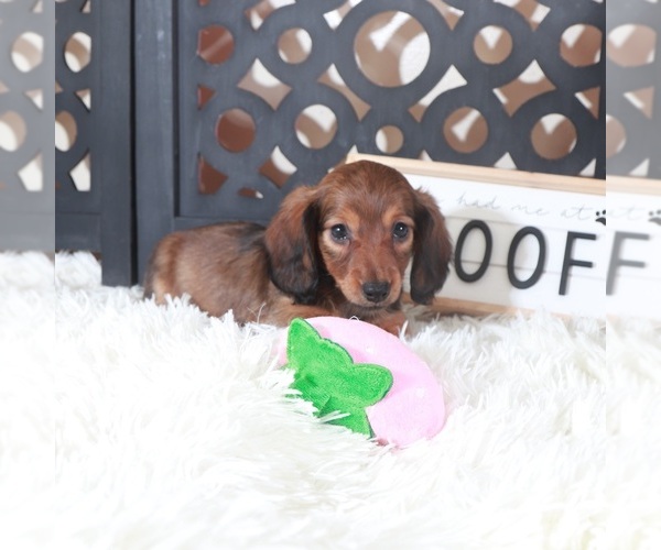 Medium Photo #3 Dachshund Puppy For Sale in MOUNT VERNON, OH, USA