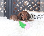 Small #2 Dachshund
