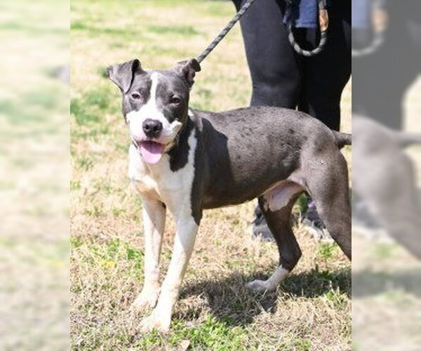 Medium Photo #4 Mutt Puppy For Sale in Glen Allen, VA, USA