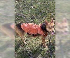 German Shepherd Dog-Unknown Mix Dogs for adoption in Forestville, MD, USA