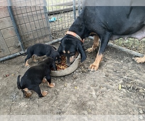 Black and Tan Coonhound-Bluetick Coonhound Mix Puppy for sale in SPERRY, OK, USA