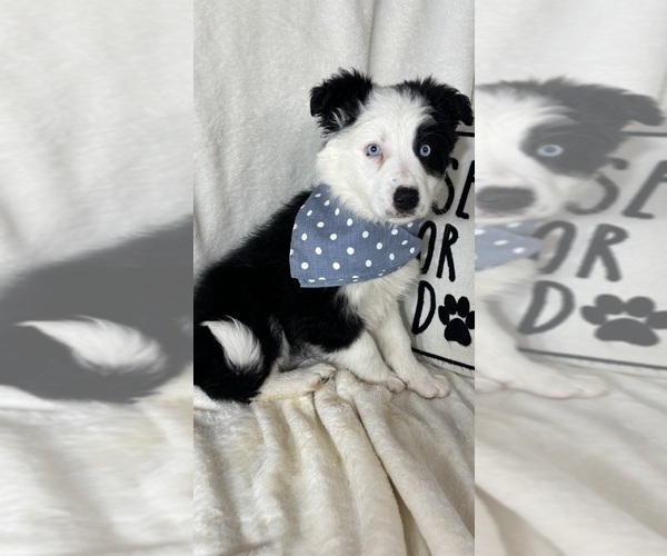 Medium Photo #3 Australian Shepherd Puppy For Sale in GREENFIELD, IN, USA