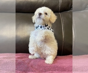 Maltese Puppy for sale in TULARE, CA, USA