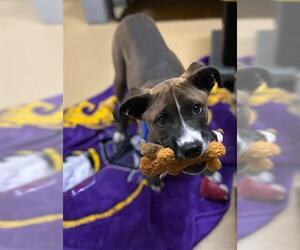 American Pit Bull Terrier-Unknown Mix Dogs for adoption in Chula Vista, CA, USA