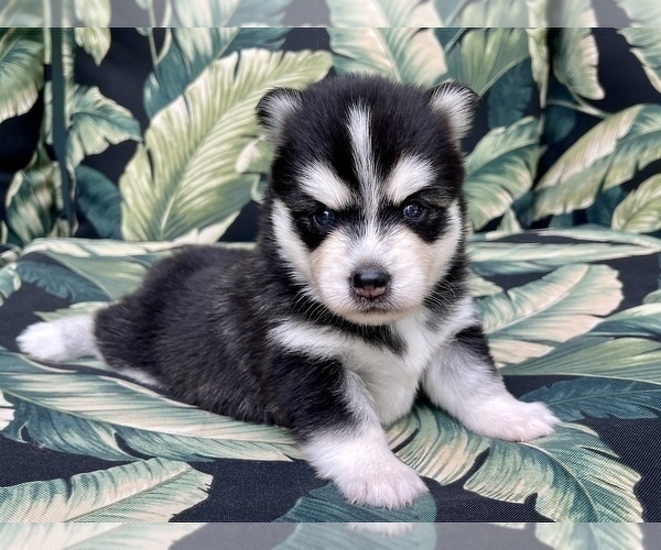 Medium Photo #8 Pomsky-Siberian Husky Mix Puppy For Sale in WINDERMERE, FL, USA