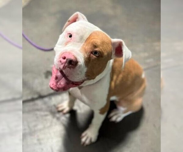 Medium Photo #3 American Pit Bull Terrier-Bulldog Mix Puppy For Sale in St. Ann, MO, USA