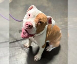 Karma - Female American Pit Bull Terrier-Bulldog Mix Dog for Adoption - Photo #3