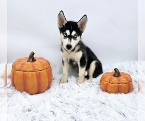 Siberian Husky Puppy for Sale in SANDY HOOK, Kentucky USA