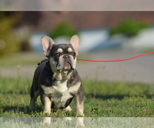 French Bulldog Puppy for sale in Kiskoros, Bacs-Kiskun, Hungary