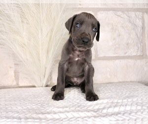 Great Dane Puppy for Sale in ROYSE CITY, Texas USA