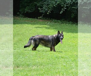 Mother of the German Shepherd Dog puppies born on 09/21/2026