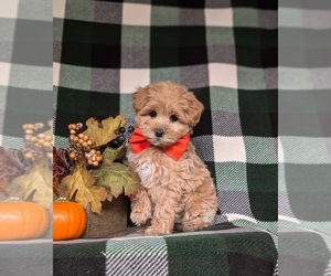 Maltipoo Puppy for sale in LEOLA, PA, USA