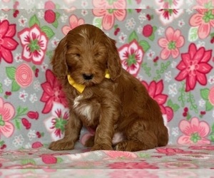 Goldendoodle Puppy for sale in LANCASTER, PA, USA