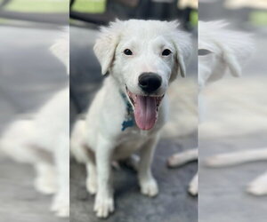 Mutt Dogs for adoption in Andover, MN, USA