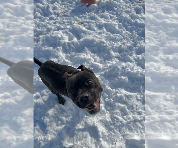 Medium Photo #2 American Staffordshire Terrier-Boxer Mix Puppy For Sale in Pierceton , IN, USA