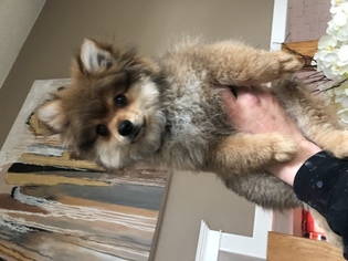 Pomeranian Puppy for sale in BRICK, NJ, USA