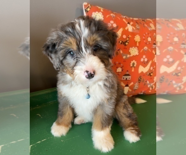 Medium Photo #8 Bernedoodle (Miniature) Puppy For Sale in LAWRENCE, MI, USA