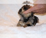 Small Photo #21 Poodle (Toy)-YorkiePoo Mix Puppy For Sale in DYERSBURG, TN, USA