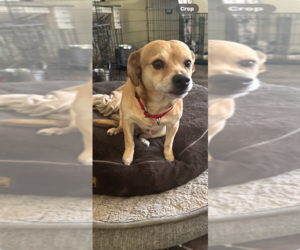 Chihuahua Dogs for adoption in FRAMINGHAM, MA, USA