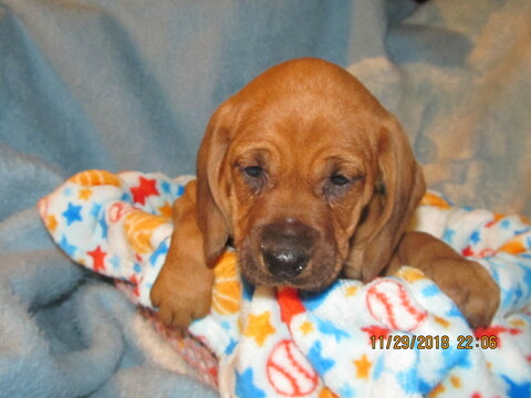 Medium Photo #2 Redbone Coonhound Puppy For Sale in GUERNSEY, OH, USA