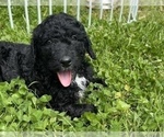 Small Photo #19 Goldendoodle Puppy For Sale in LOTHIAN, MD, USA