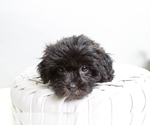 Small Photo #7 Mal-Shi Puppy For Sale in MARIETTA, GA, USA