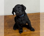 Puppy Baby blue Labrador Retriever