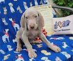 Small Photo #11 Weimaraner Puppy For Sale in NEWCASTLE, OK, USA