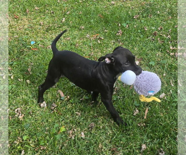 Medium Photo #3 Pug-Unknown Mix Puppy For Sale in Virginia Beach, VA, USA